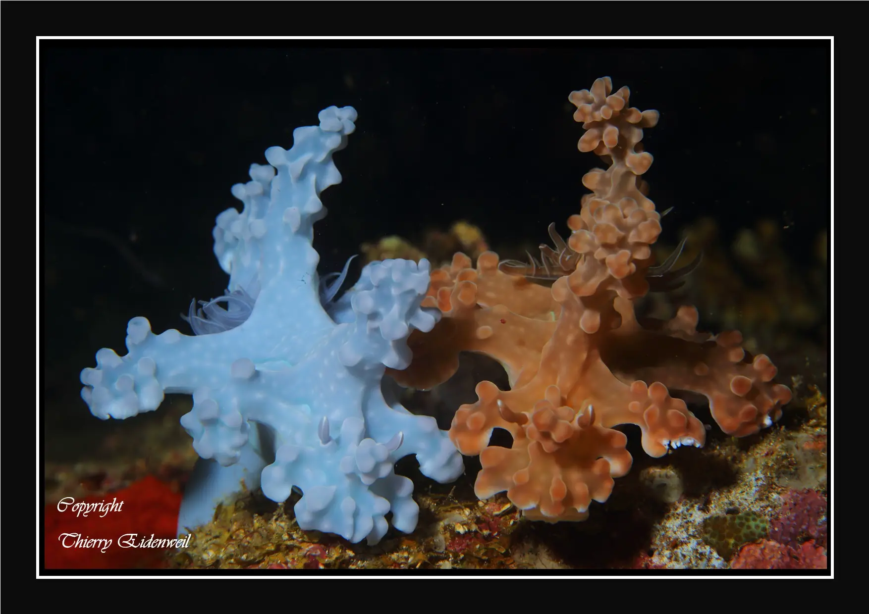 Anilao Macro Dive Media Highlight